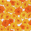 CollectionZipper:Sunflower Garden