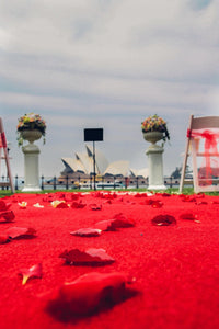 Red aisle runner with flower petals in Australian destination wedding